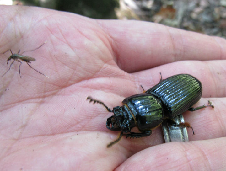 Bess Beetle